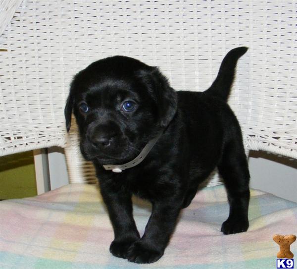 Labrador Retriever Puppies